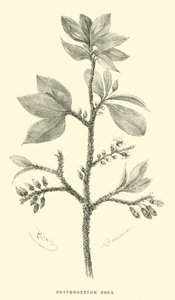 Erythroxylon coca da Edouard Riou